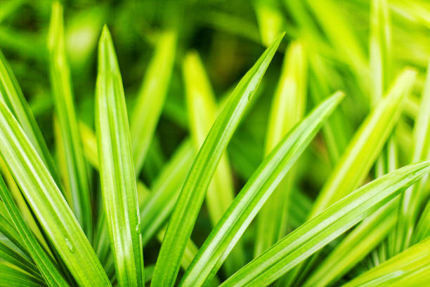 Light green grass texture blurred background closeup, water drops, grass blades soft focus macro, spring sunny morning nature, summer season wallpaper, tropical leaves pattern, abstract foliage design