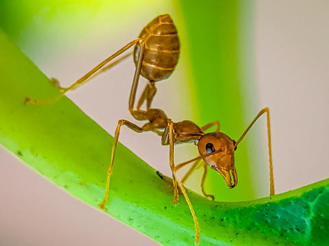 Close up of an angry weaver ant.