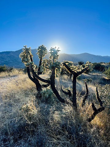 Beautiful silhouettes of cacti in the Arizona desert