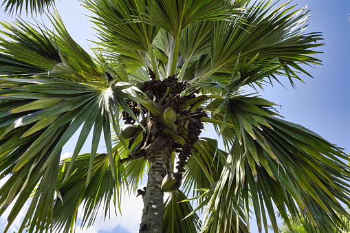 double coconut (Coco de Mer) palm, world's largest plant fruit, Botanic Garden, Kandy, Sri Lanka