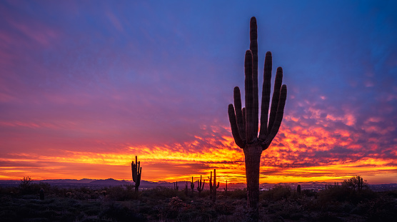 Beautiful sunset over Scottsdale, AZ with saguaro cactus silhouettes shot form McDowell Sonoran Preserve