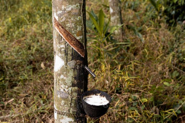 istock Rubber tree and bowl filled with latex. Selective focus. 1455642119
