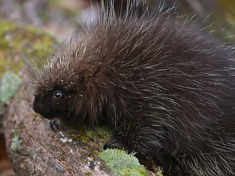 Young porcupine on rock in the Connecticut wilderness, winter. 4:3 format.