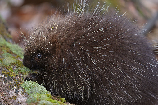 Young porcupine in the Connecticut wilderness, winter