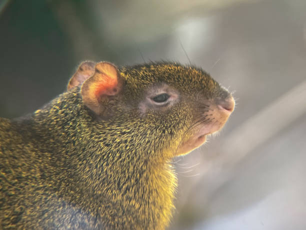 roditore agouti (dasyprocta) con primo piano di pelliccia gialla - agouti foto e immagini stock