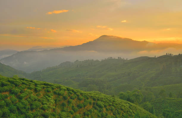istock Orange dramatic clouds over tea estate in Mirik during sunset. 1455645750