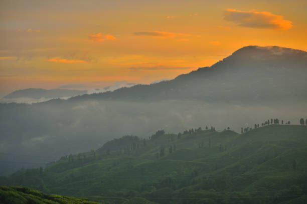 istock Orange dramatic clouds over tea estate in Mirik during sunset. 1455645753