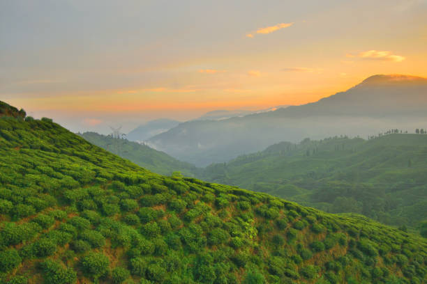 istock Orange dramatic clouds over tea estate in Mirik during sunset. 1455645847