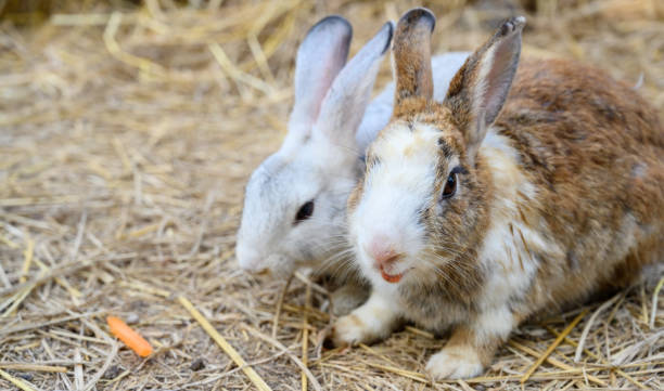 istock Cute rabbit bunny domestic pet on straw. Rabbit farm. 1455647640