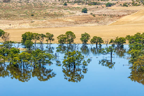alberi di terreni agricoli riflessi nella calma acqua blu delle acque alluvionali del fiume murray in aumento nell'australia meridionale - floodwaters foto e immagini stock