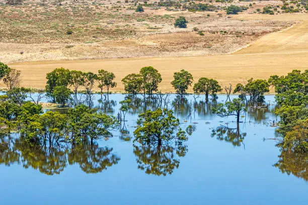 Farmland trees reflected in calm blue water from rising River Murray floodwaters near Walker Flat in South Australia. The river has broken its banks and flooded farmlands submerging feed paddocks and crops. However, in the devastation, there is incredible beauty with the reflection of the trees. Dec 31, 2022