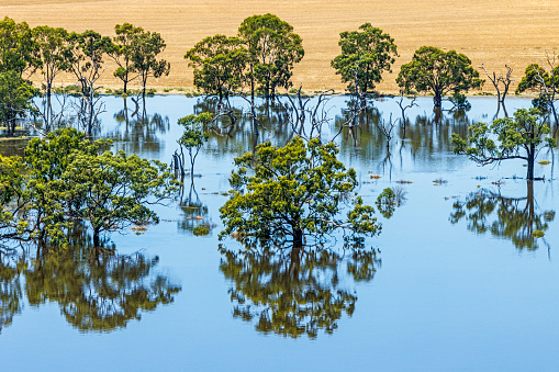 Farmland trees reflected in calm blue water from rising River Murray floodwaters in South Australia. The river has broken its banks and flooded farmlands submerging feed paddocks and crops. However, in the devastation, there is incredible beauty with the reflection of the trees. Close-up view with square crop possible. Dec 17, 2022