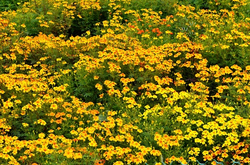 Tagetes tenuifolia, the signet marigold, golden or lemon marigold in the family Asteraceae. The plant produces many small bright yellow flower heads in a flat-topped array. Edible lemon like flavor.