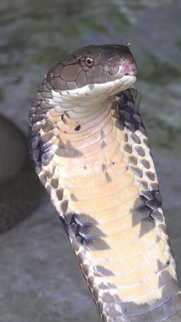 Cobra snake close up portrait