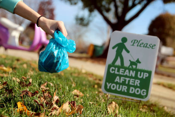 Girl cleaning up  poops after a dog outside. stock photo