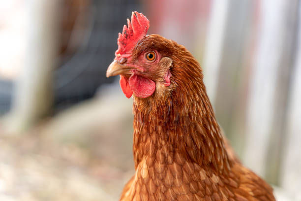 istock Funny looking curious chicken keeping a watchful eye on the situation. 1455653417