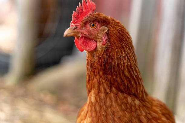 istock Regal chicken keeping a watchful eye on the situation. 1455653435