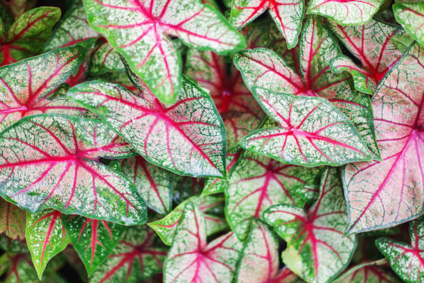 istock Caladium bicolor leaves background, Caladium White Queen green red leaf texture closeup, colorful heart shape foliage pattern, exotic tropical plant branch, araceae houseplant, floral design wallpaper 1455653443