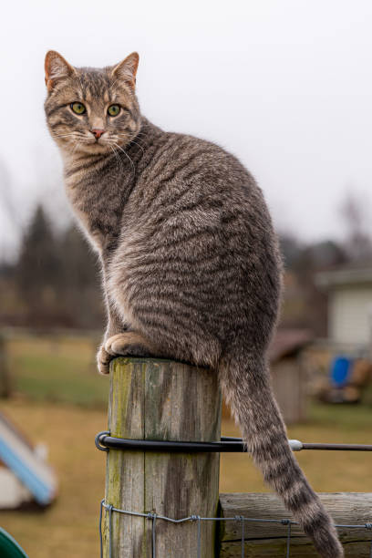istock Cute gray farm cat sitting on a fence post looking over left shoulder. 1455653465
