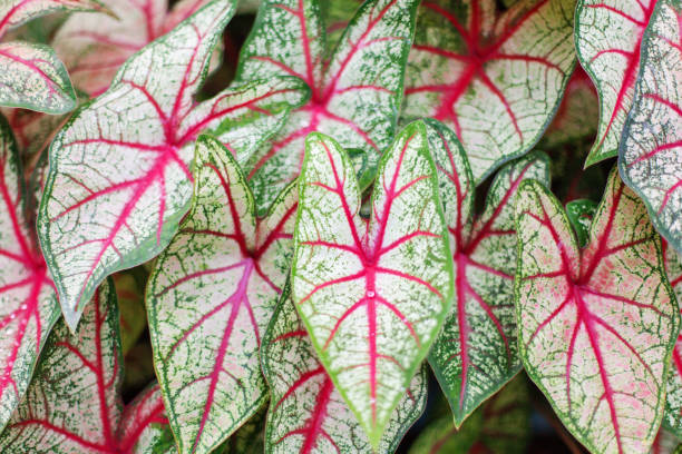 istock Caladium bicolor leaves background, Caladium White Queen green red leaf texture closeup, colorful heart shape foliage pattern, exotic tropical plant branch, araceae houseplant, floral design wallpaper 1455653466