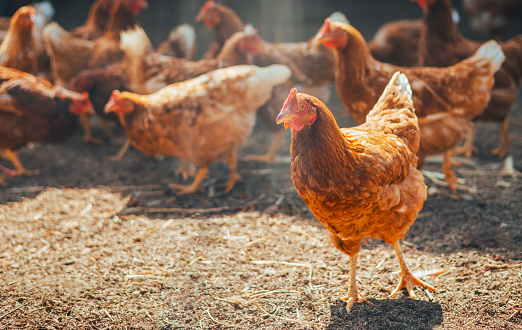 Red chicken walking in paddock at farm