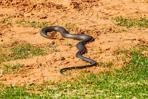 Large angry mature brown snake caught between rising floodwaters and temporary levee barrier, adopting aggressive pose, Renmark, South Australia. The deadly reptile is typical of wildlife displaced from their habitat by the rising River Murray floodwaters and finding themselves trapped or in unwanted contact with humans and domestic animals. Renmark, Dec 17, 2022. To