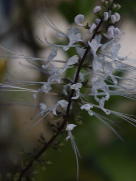 cat misai plant cat misai plant in the front yard of the house orthosiphon aristatus stock pictures, royalty-free photos & images