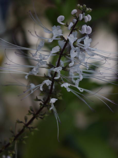 cat misai plant cat misai plant in the front yard of the house orthosiphon aristatus stock pictures, royalty-free photos & images