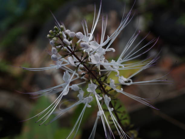 cat misai plant cat misai plant in the front yard of the house orthosiphon aristatus stock pictures, royalty-free photos & images
