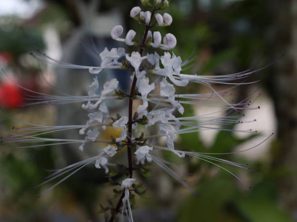 cat misai plant cat misai plant in the front yard of the house orthosiphon aristatus stock pictures, royalty-free photos & images