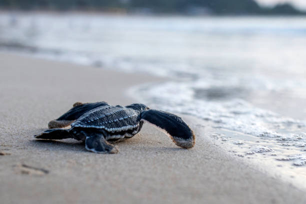 istock Baby leatherback turtles head out to sea 1455655402