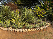 Image of public park tropical plant border, variegated yucca and cordyline, flowerbed edged with boulders, focus on foreground