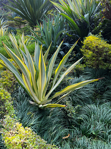 Stock photo showing close-up view of public garden, tropical plant flowerbed with variegated yucca and cordyline plants.