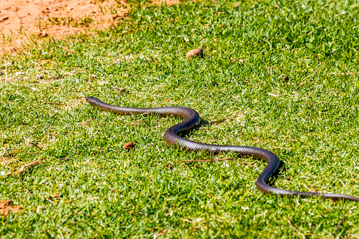 The best view of a deadly snake - going away: large mature brown snake caught between rising floodwaters and temporary levee barrier, looks for an escape along riverfront lawn. Renmark, South Australia. The deadly reptile is typical of wildlife displaced from their habitat by the rising River Murray floodwaters and finding themselves trapped or in unwanted contact with humans and domestic animals. Renmark, Dec 17, 2022.