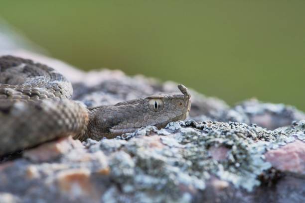 istock Nosed viper on a rock. Vipera ammodytes. 1455656420