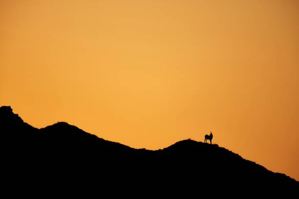 istock Chamois silhouette in the mountains 1455656434