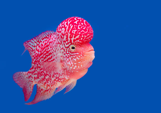 Pesce colorato sullo sfondo blu, carta da parati - foto stock