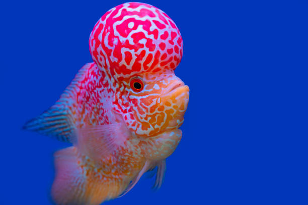 istock Color fish on the blue background, wallpaper 1455656823
