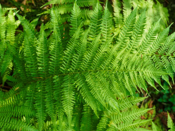 istock green fern in the forest close-up 1455658893