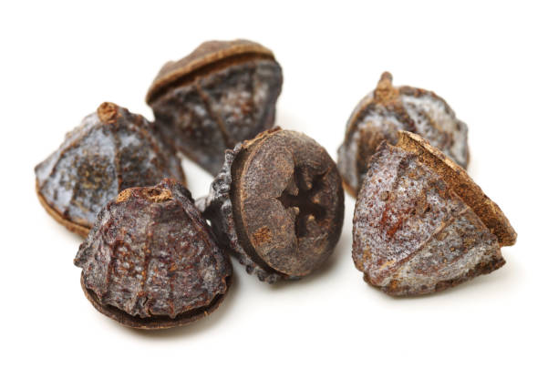 istock Dried fruits of eucaliptus globulus labill 1455658946