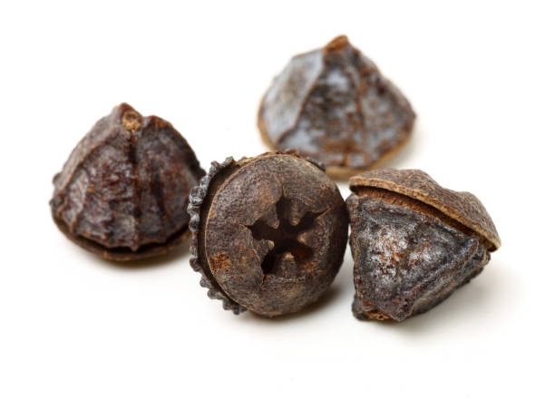 istock Dried fruits of eucaliptus globulus labill 1455658963