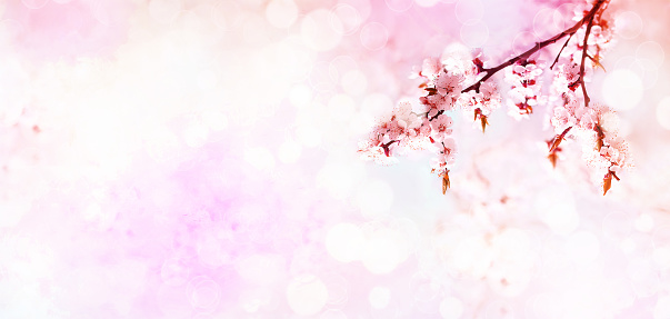 Cherry pink blossoms close up. Blooming sakura cherry tree. Spring floral background.  Copy space  Panoramic format