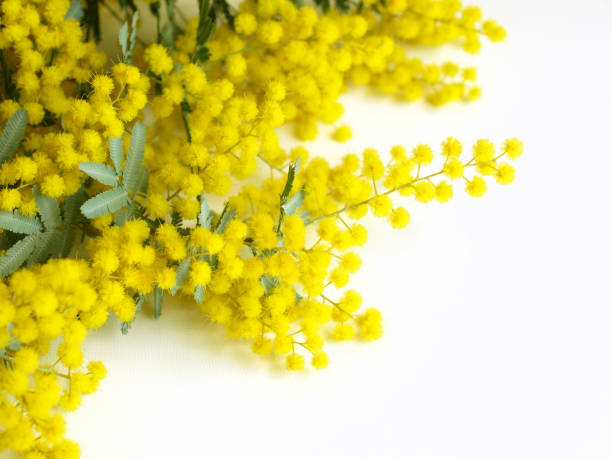 istock mimosa flowers on white background. 1455660457
