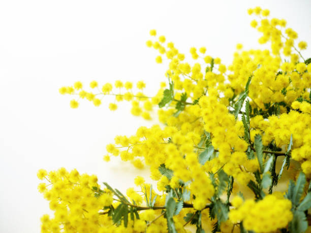 istock mimosa flowers on white background. 1455660467