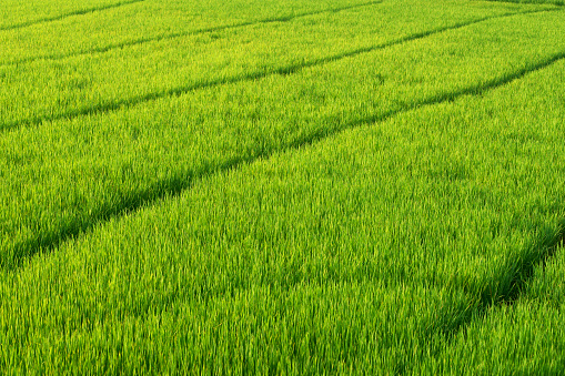 landscape of green rice plantation field.