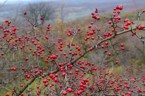 Hawthorn Crataegus monogyna with red fruits on leafless branches in late autumn, over a blurred natural beautiful background of trees and rolling hills. Autumn rural landscape. Bright autumn colors