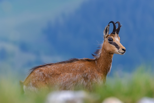 Beautiful portrait of a chamois or Rupicapra rupicapra, a majestic species of wild goat from the Alps, in its natural alpine habitat. Hairy horned Carpathian Chamois standing on top of the mountain.