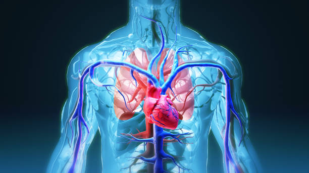 vena, anatomía del sistema circulatorio humano - sistema cardiovascular fotografías e imágenes de stock