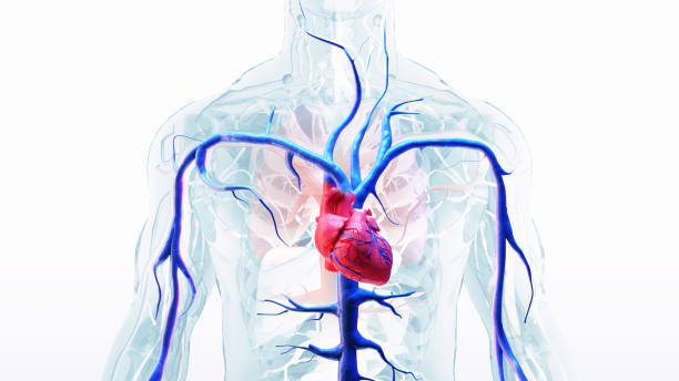 Vein,Human Circulatory System Anatomy stock photo