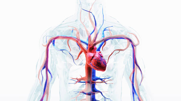 Human Heart Anatomy stock photo